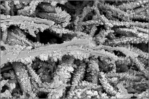 Image MEB de fibres naturelles avec dépôt minéral réalisé avec le plasma atmosphérique